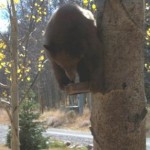 Bears love to climb trees and will sit on almost anything available!