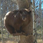 This bear didn't want to come down. Still sitting on the bird feeder.