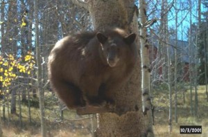 This bear didn't want to come down. Still sitting on the bird feeder.